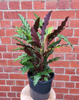 Calathea Rufibarba - 20cm Pot