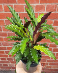 Calathea Rufibarba - 20cm Pot