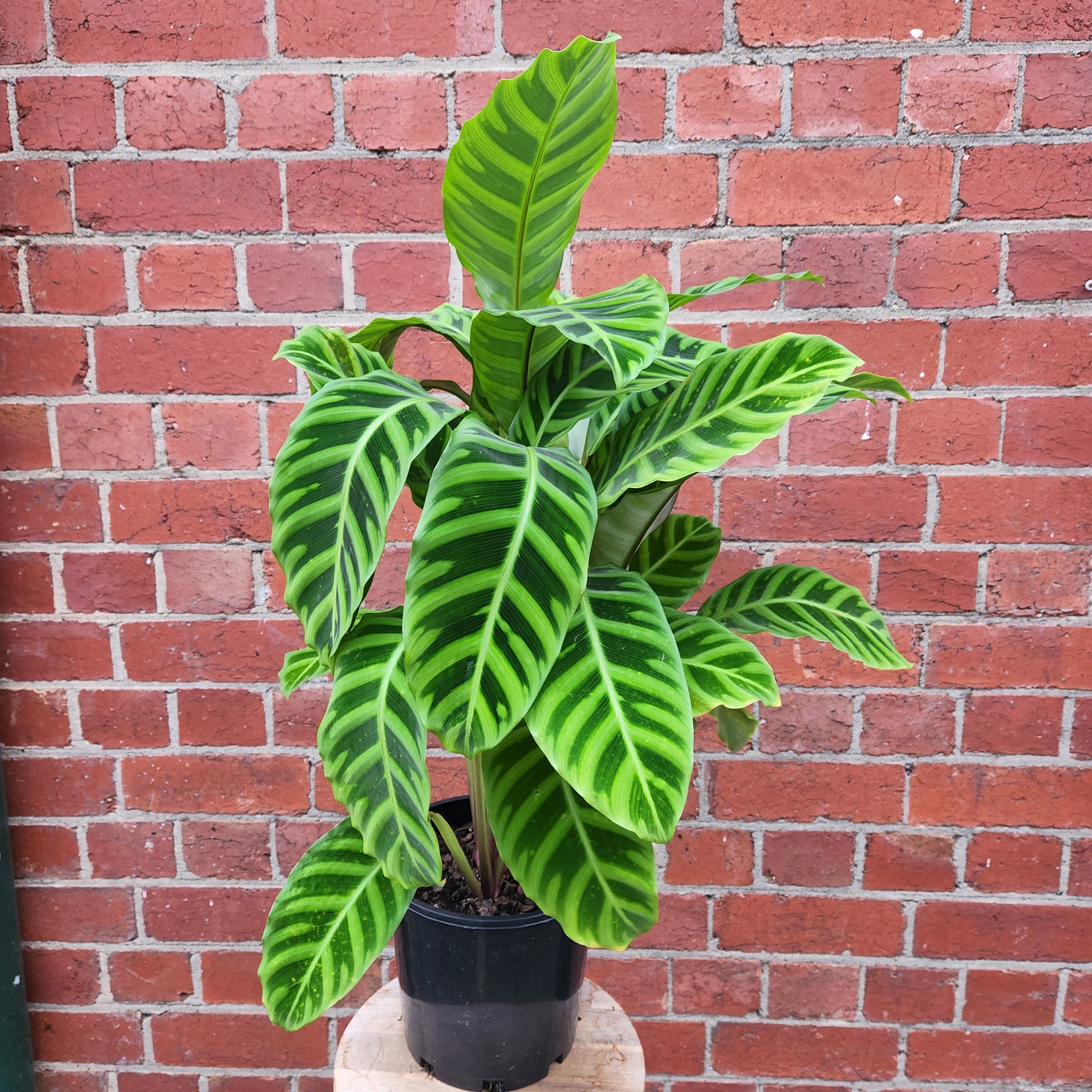 Calathea Zebrina - 20cm Pot