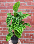 Calathea Zebrina - 20cm Pot