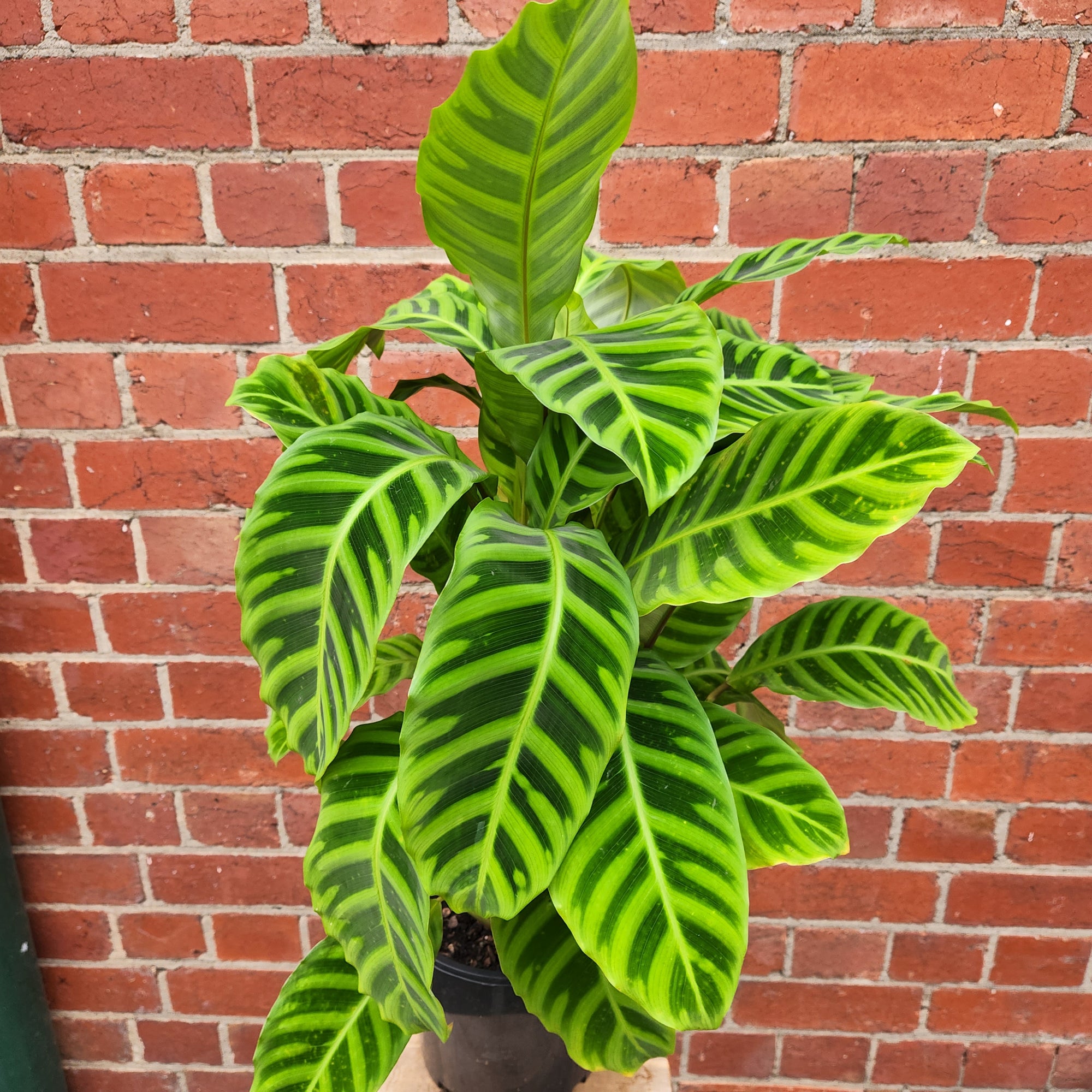 Calathea Zebrina - 20cm Pot