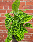 Calathea Zebrina - 20cm Pot