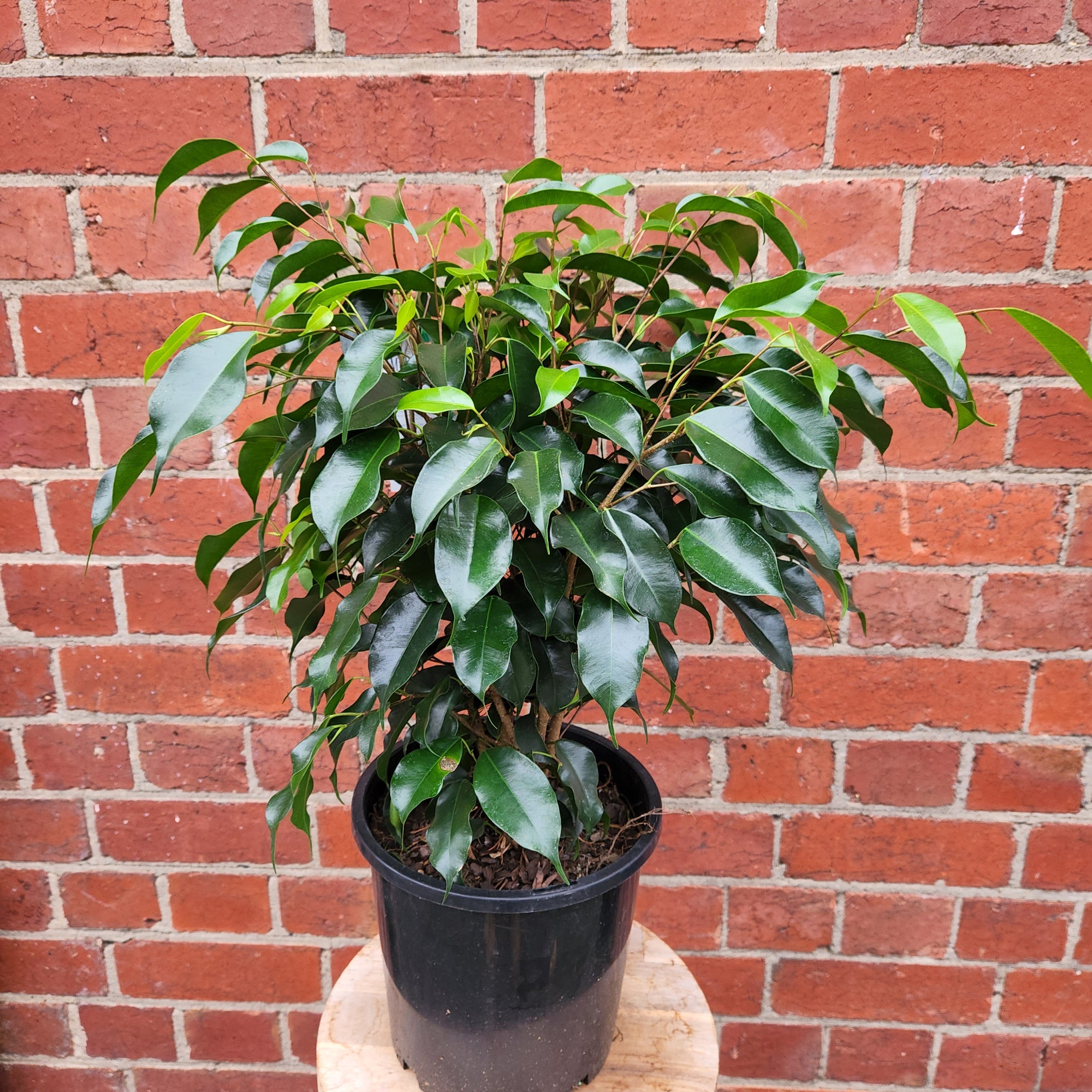 Ficus Natasja Midnight Beauty - Weeping Fig - 20cm pot