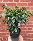 Ficus Natasja Midnight Beauty - Weeping Fig - 20cm pot