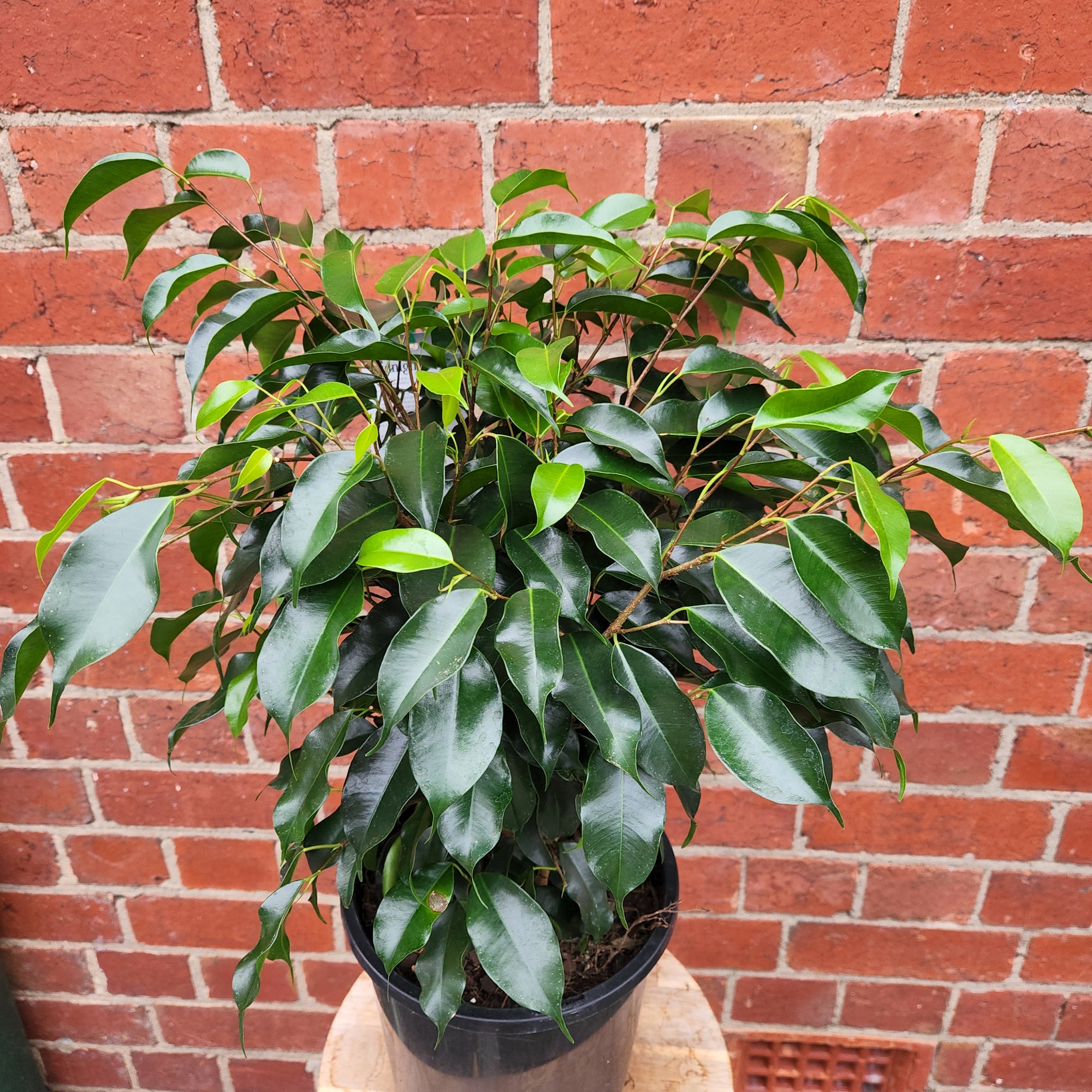 Ficus Natasja Midnight Beauty - Weeping Fig - 20cm pot