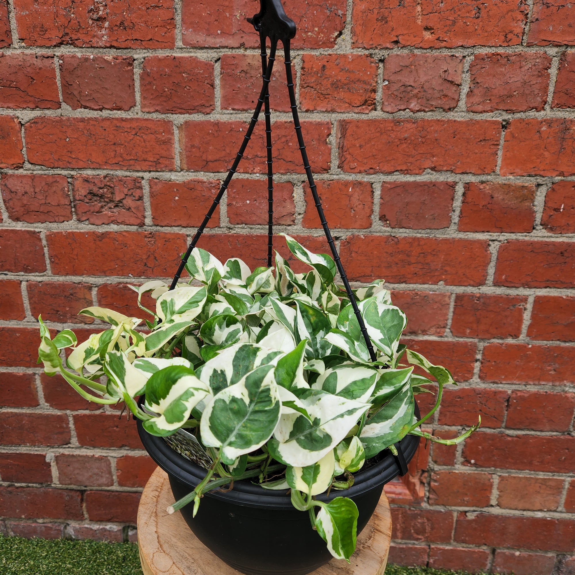 Snow Queen Pothos - 25cmHB