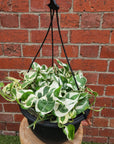 Snow Queen Pothos - 25cmHB