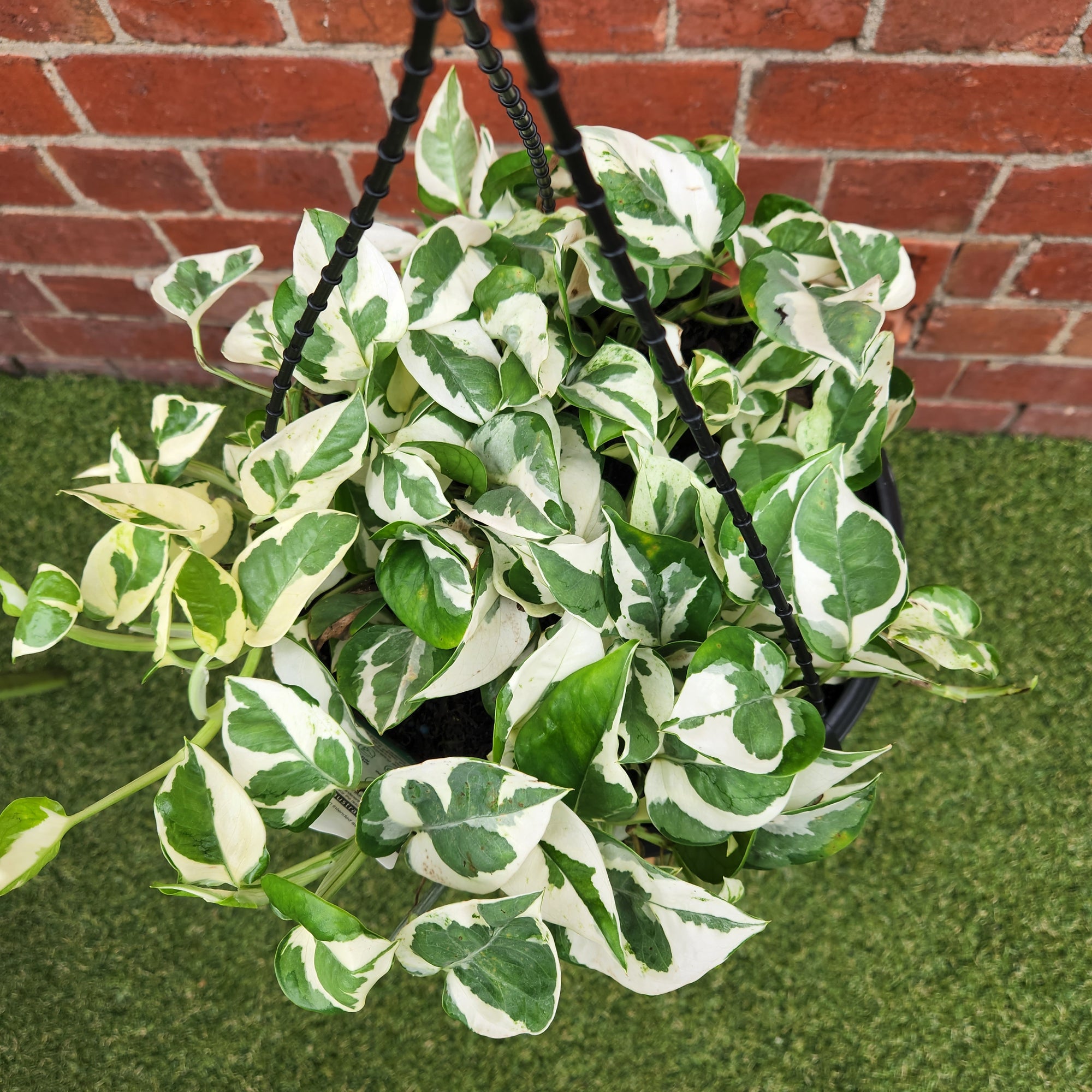 Snow Queen Pothos - 25cmHB