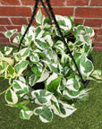 Snow Queen Pothos - 25cmHB