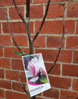 Magnolia liliiflora x veitchii Heaven Scent - 20cm Pot