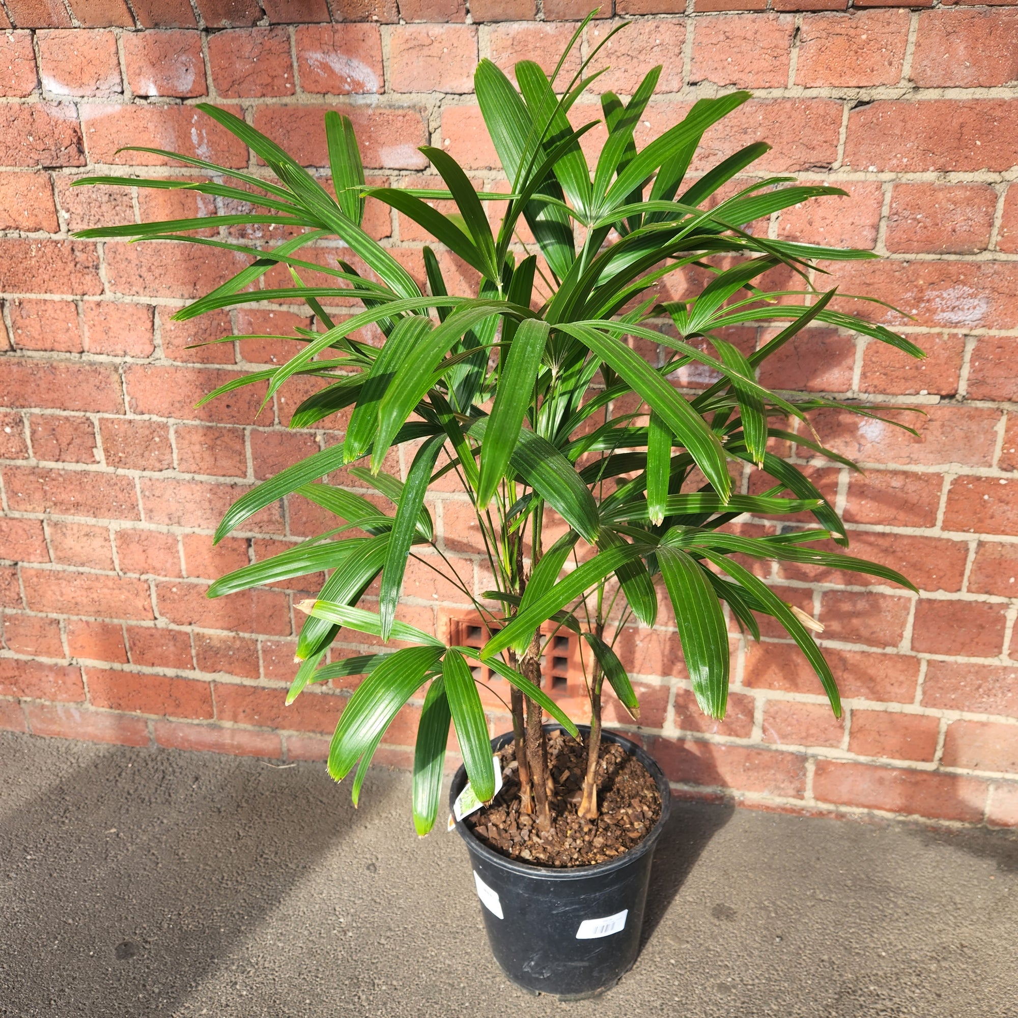 Lady Finger Palm (Rhapis Excelsa) - 25cm Pot
