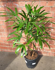 Lady Finger Palm (Rhapis Excelsa) - 25cm Pot