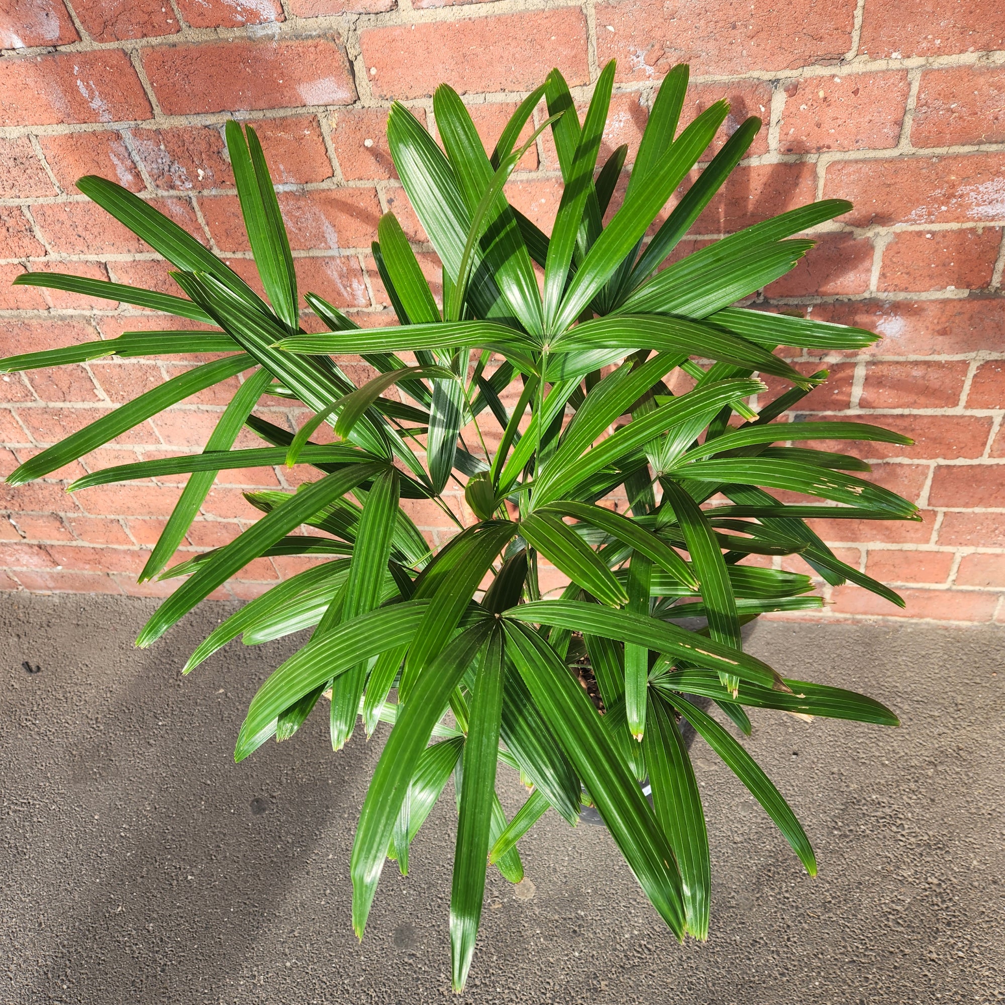 Lady Finger Palm (Rhapis Excelsa) - 25cm Pot