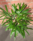 Lady Finger Palm (Rhapis Excelsa) - 25cm Pot