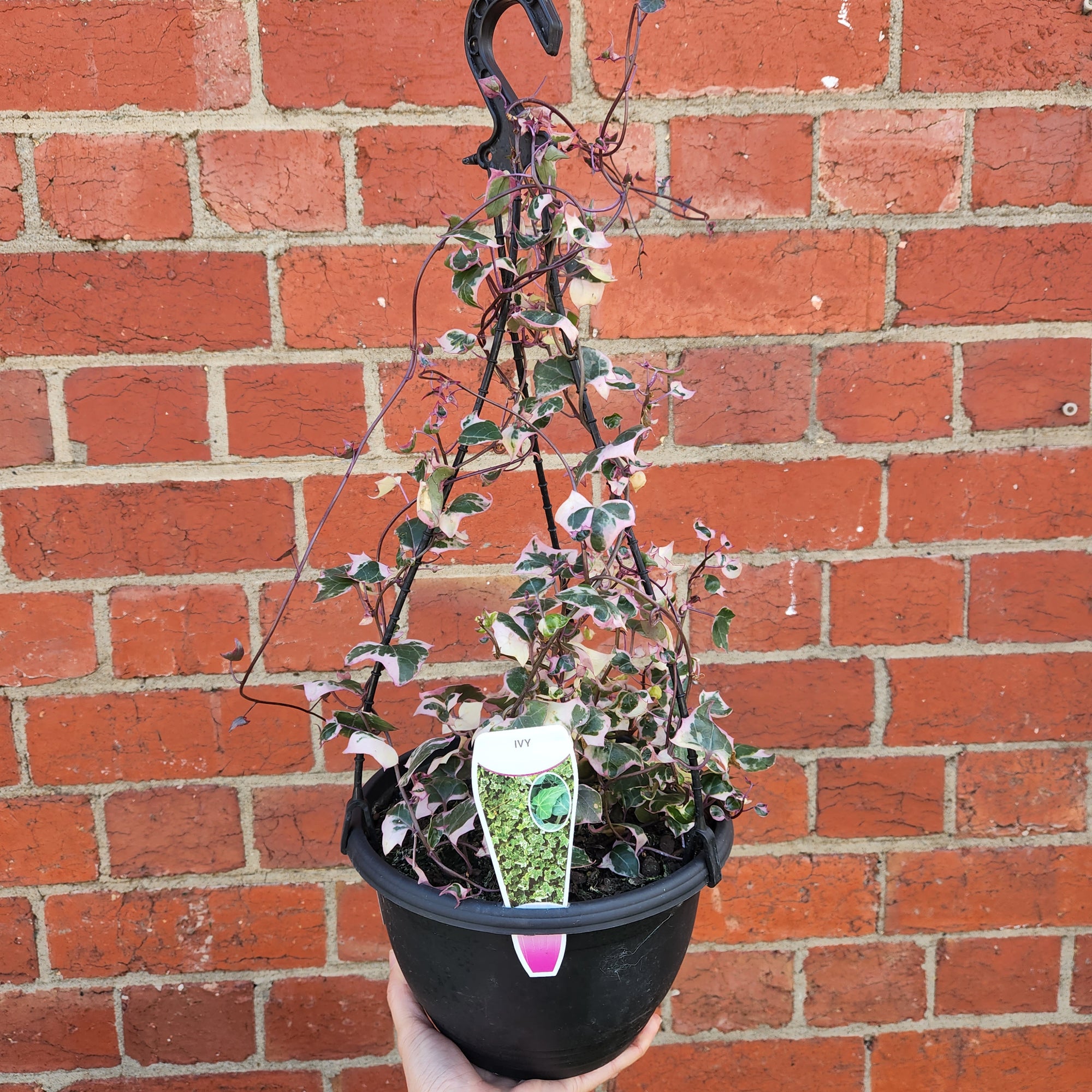Variegated Cape Ivy – Senecio Macroglossus 18cm HB