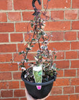 Variegated Cape Ivy – Senecio Macroglossus 18cm HB