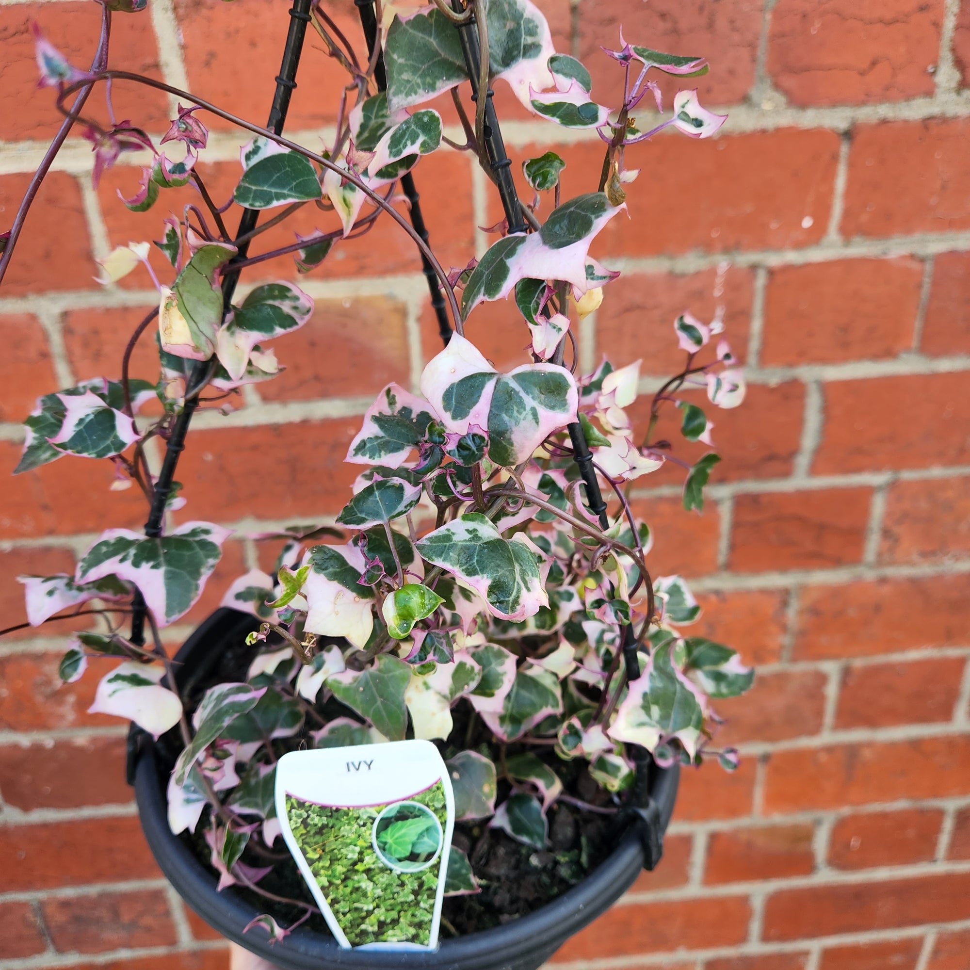 Variegated Cape Ivy – Senecio Macroglossus 18cm HB