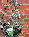 Variegated Cape Ivy – Senecio Macroglossus 18cm HB