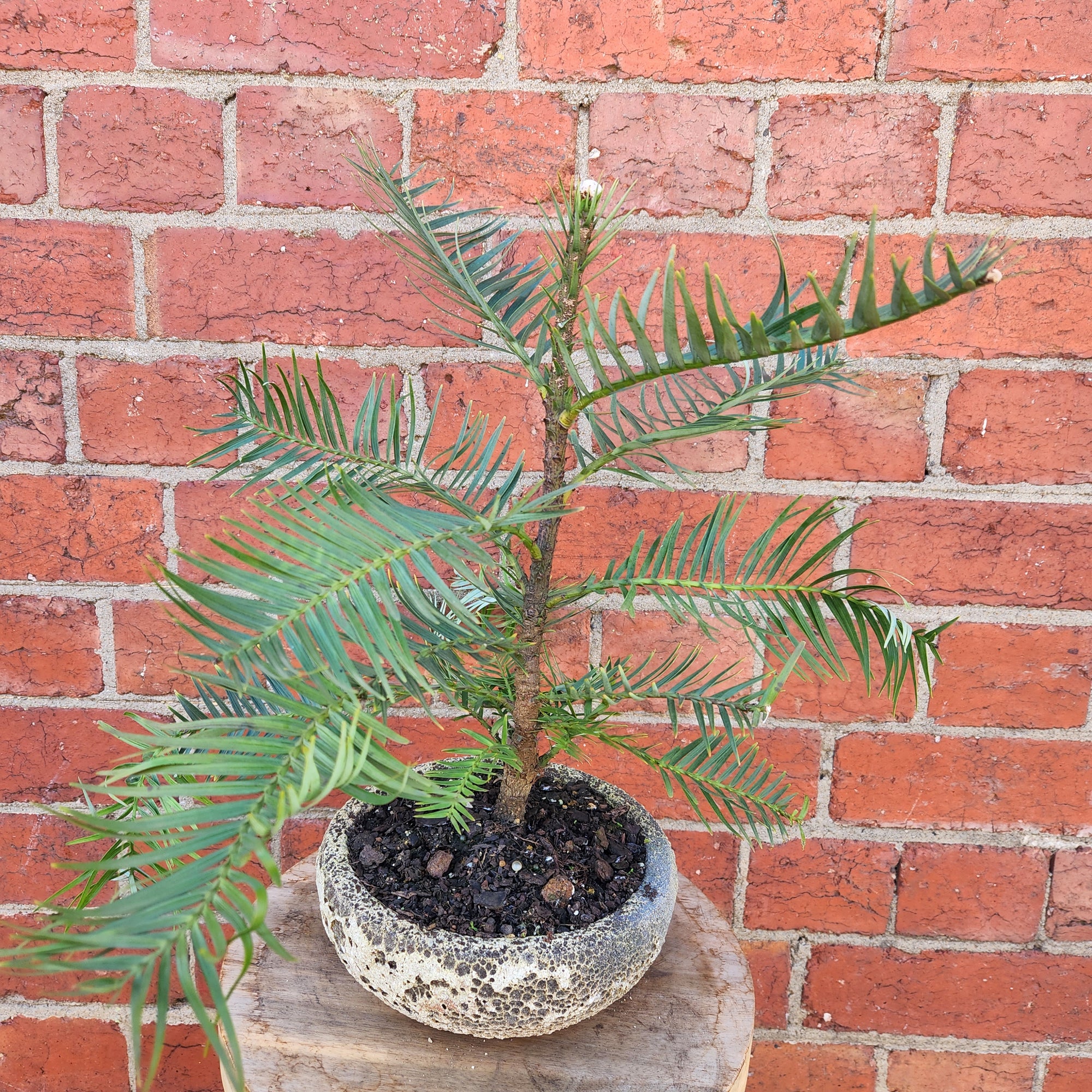 Wollemi Pine Tree in cement pot- 15cm pot