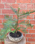 Wollemi Pine Tree in cement pot- 15cm pot