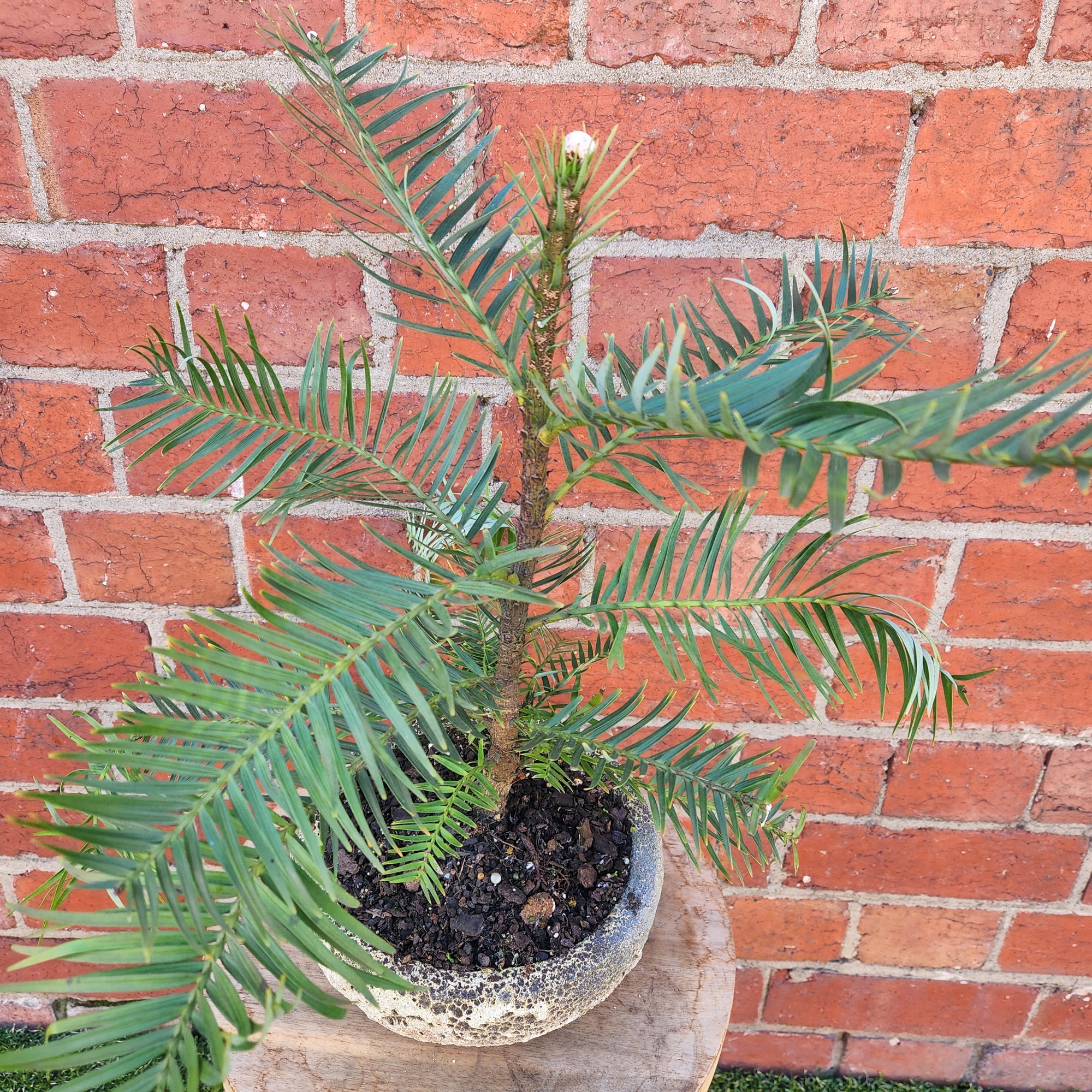Wollemi Pine Tree in cement pot- 15cm pot