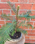 Wollemi Pine Tree in cement pot- 15cm pot