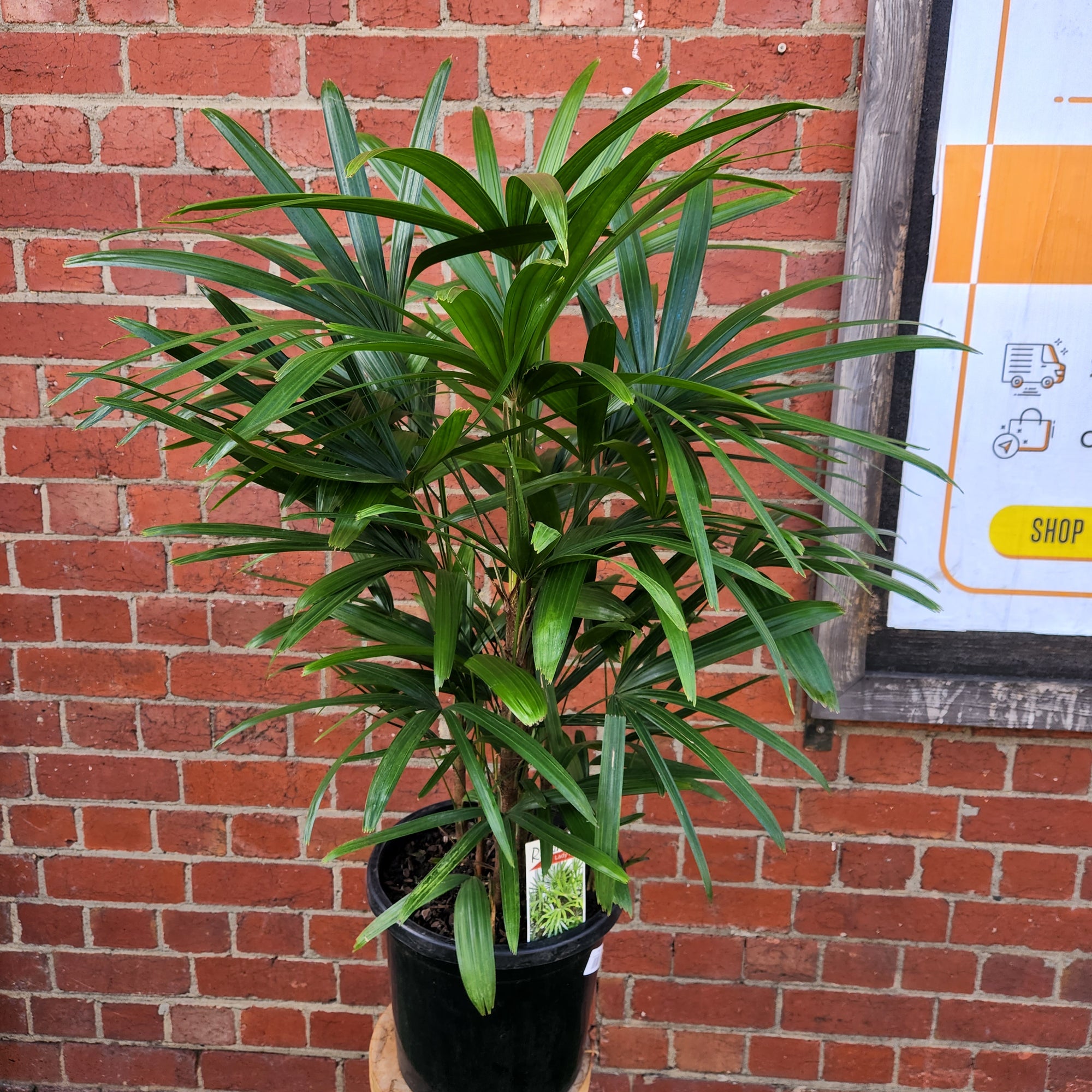 Lady Finger Palm (Rhapis Excelsa) - 30cm Pot