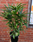 Lady Finger Palm (Rhapis Excelsa) - 30cm Pot