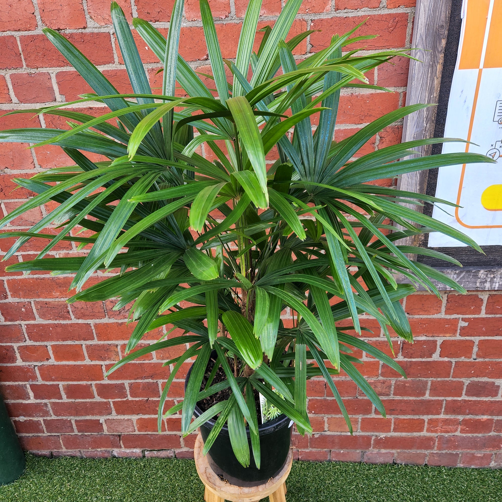 Lady Finger Palm (Rhapis Excelsa) - 30cm Pot