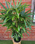 Lady Finger Palm (Rhapis Excelsa) - 30cm Pot
