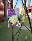 Magnolia Yulan - 30cm Pot