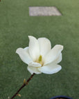 Magnolia Yulan - 30cm Pot