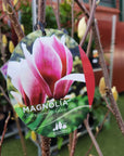 Magnolia Burgundy glow - 25cm Pot