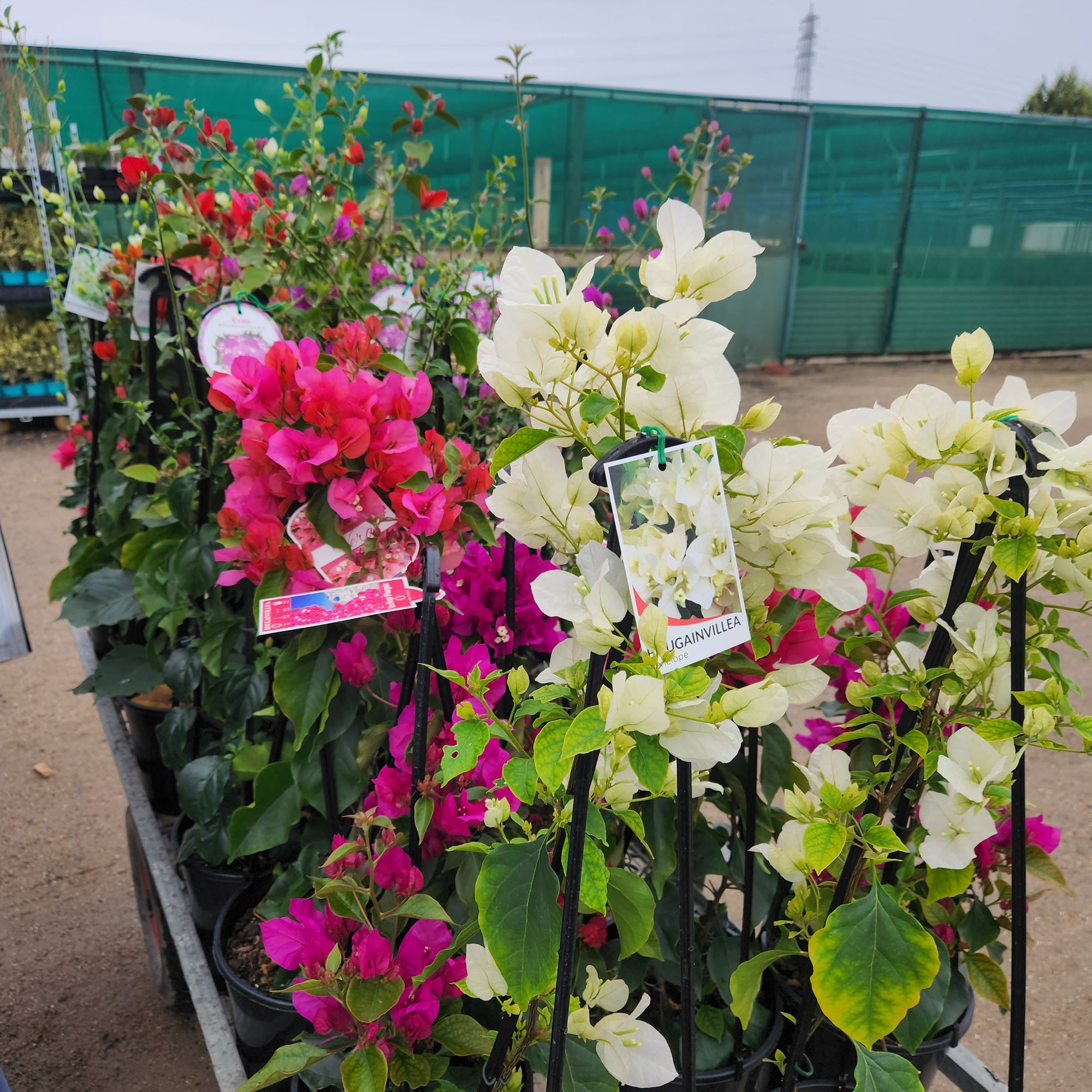 Bougainvillea Mahatma Gandhi - 20cm pot