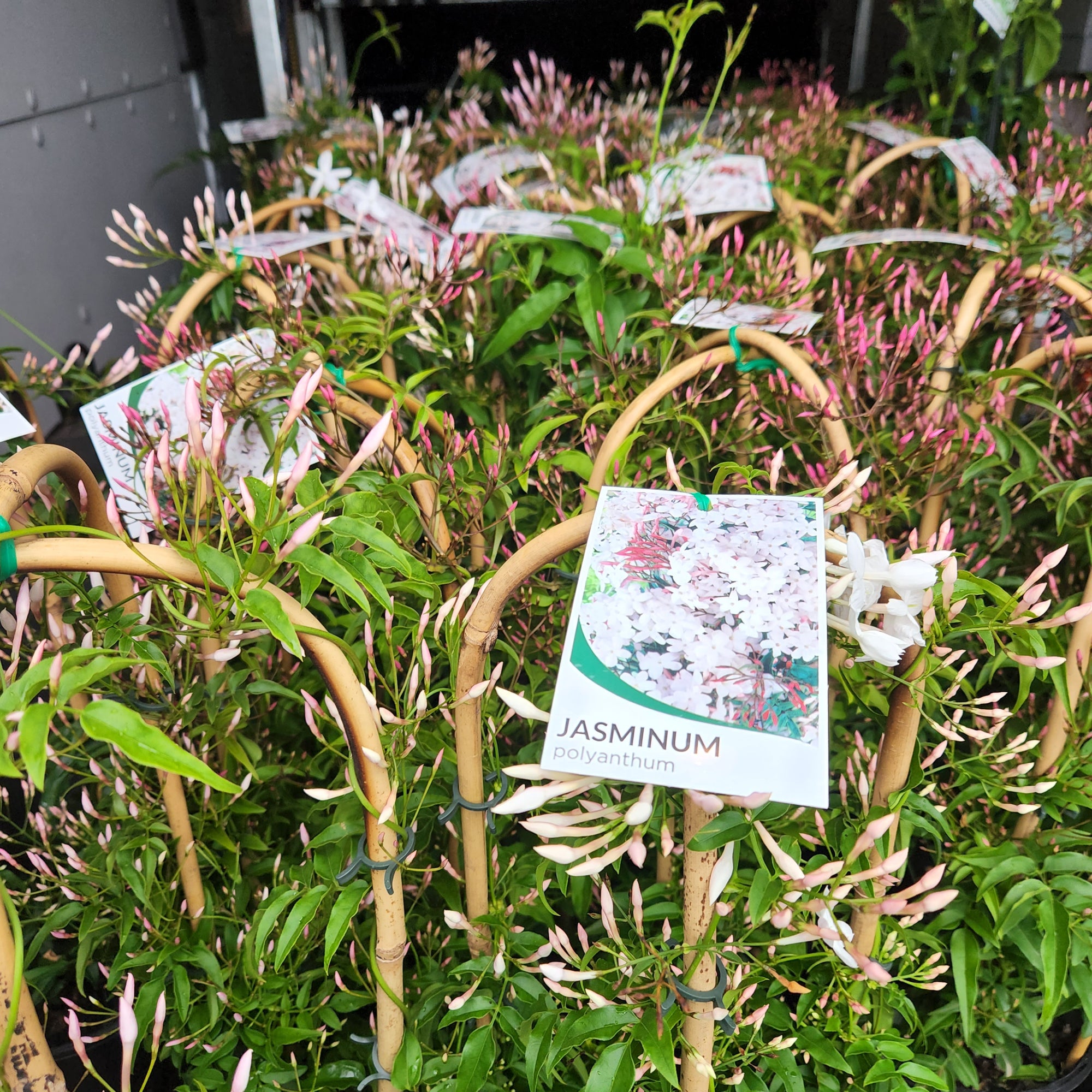Star Jasmine - 17cm pot