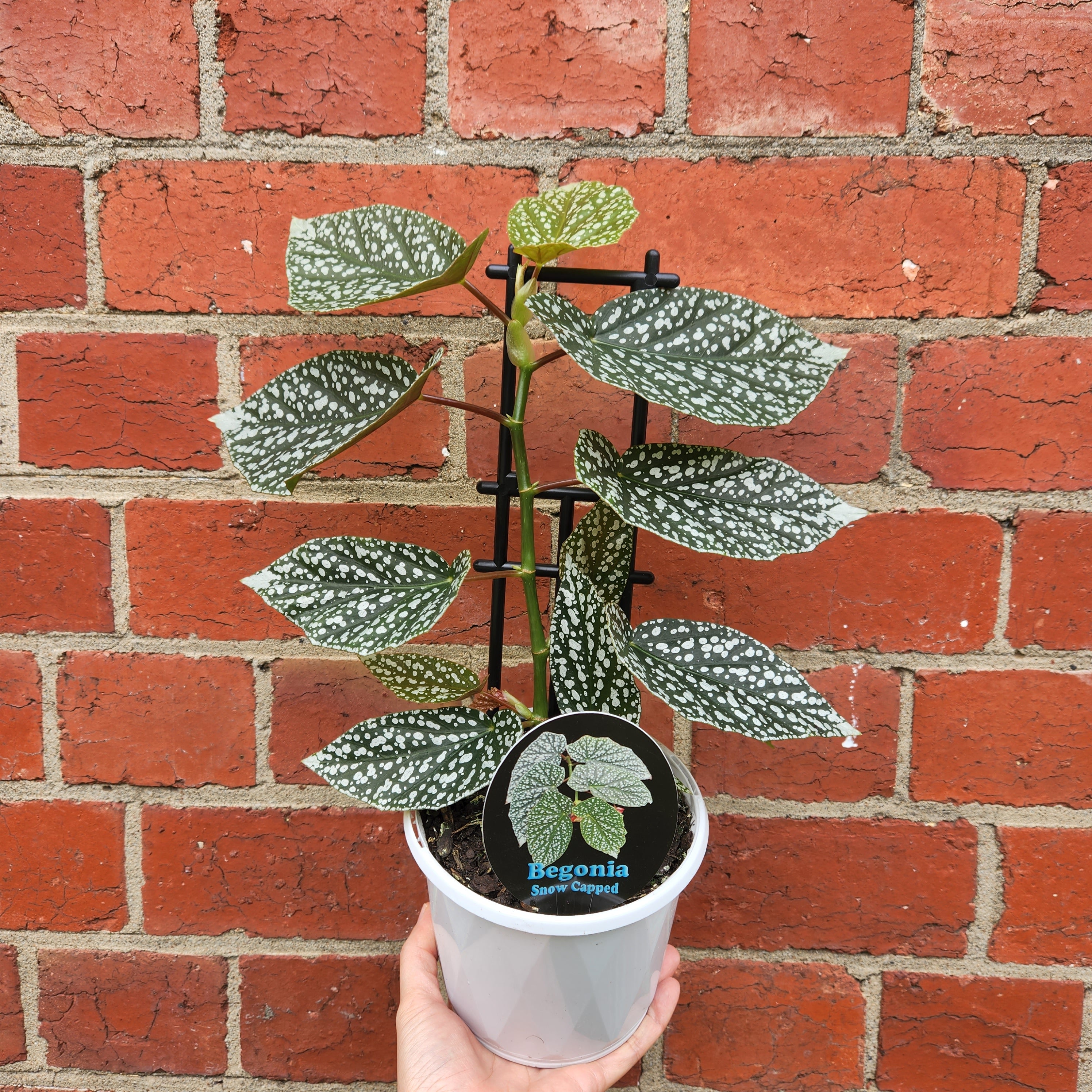 Begonia  Capped Variegata②｜ベゴニア Begonia Snowcap Variegata 7cm H10cm – Emm's Plant House