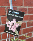 Hoya -sigillatis Alas River (no.199) - 13cmHB