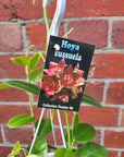 Hoya - Sussuela (No. 89) - 13cmHB