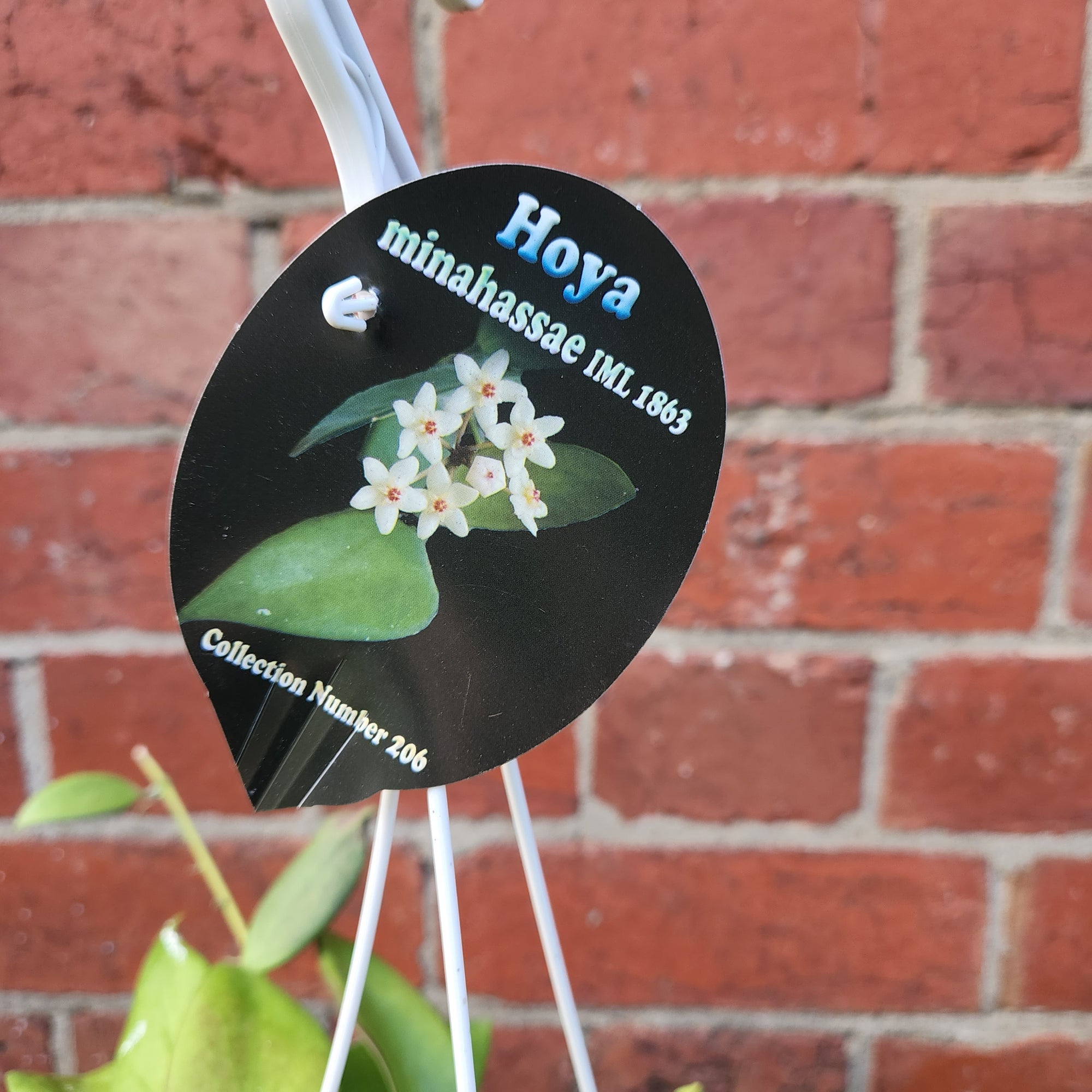 Hoya -Minahassae IML 1863 (no.206) - 13cmHB