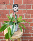 Hoya - Arnottiana (Collection No.105) - 13cm HB