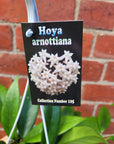 Hoya - Arnottiana (Collection No.105) - 13cm HB