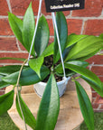 Hoya - Arnottiana (Collection No.105) - 13cm HB