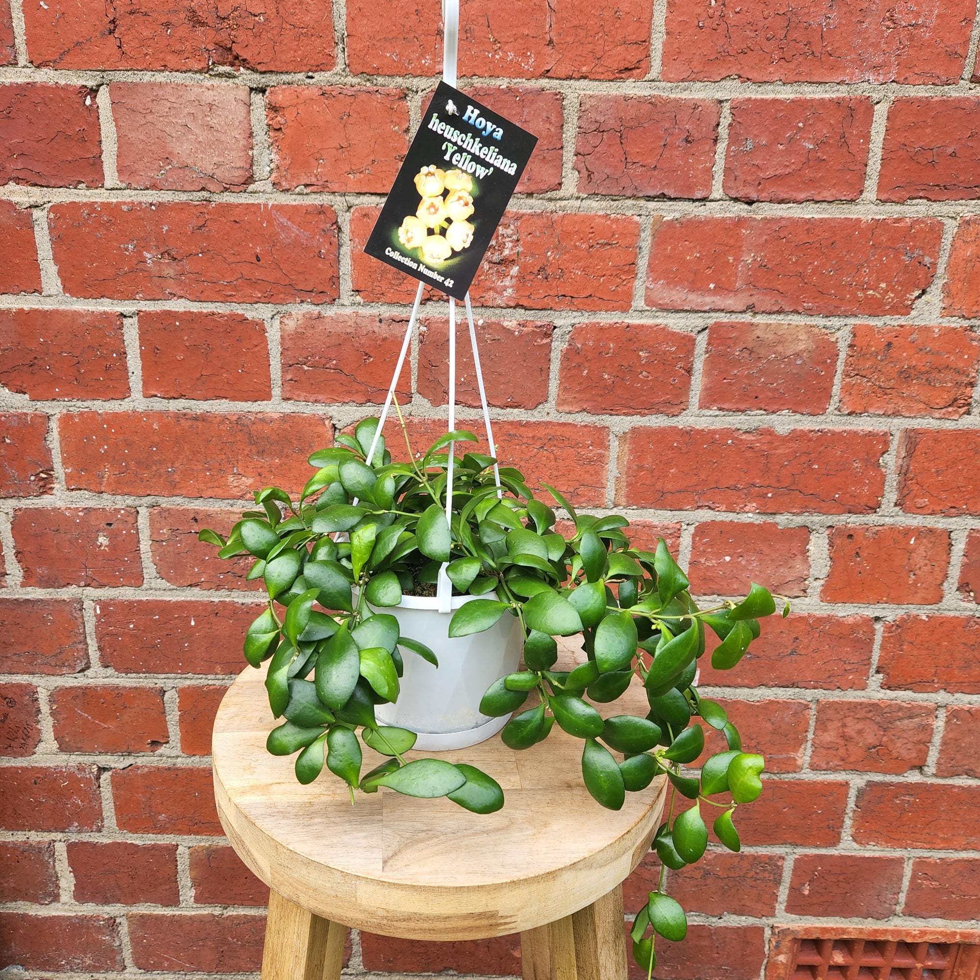 Hoya - Heuschkeliana 'Yellow' (no.42) - 13cm HB