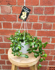 Hoya - Heuschkeliana 'Yellow' (no.42) - 13cm HB