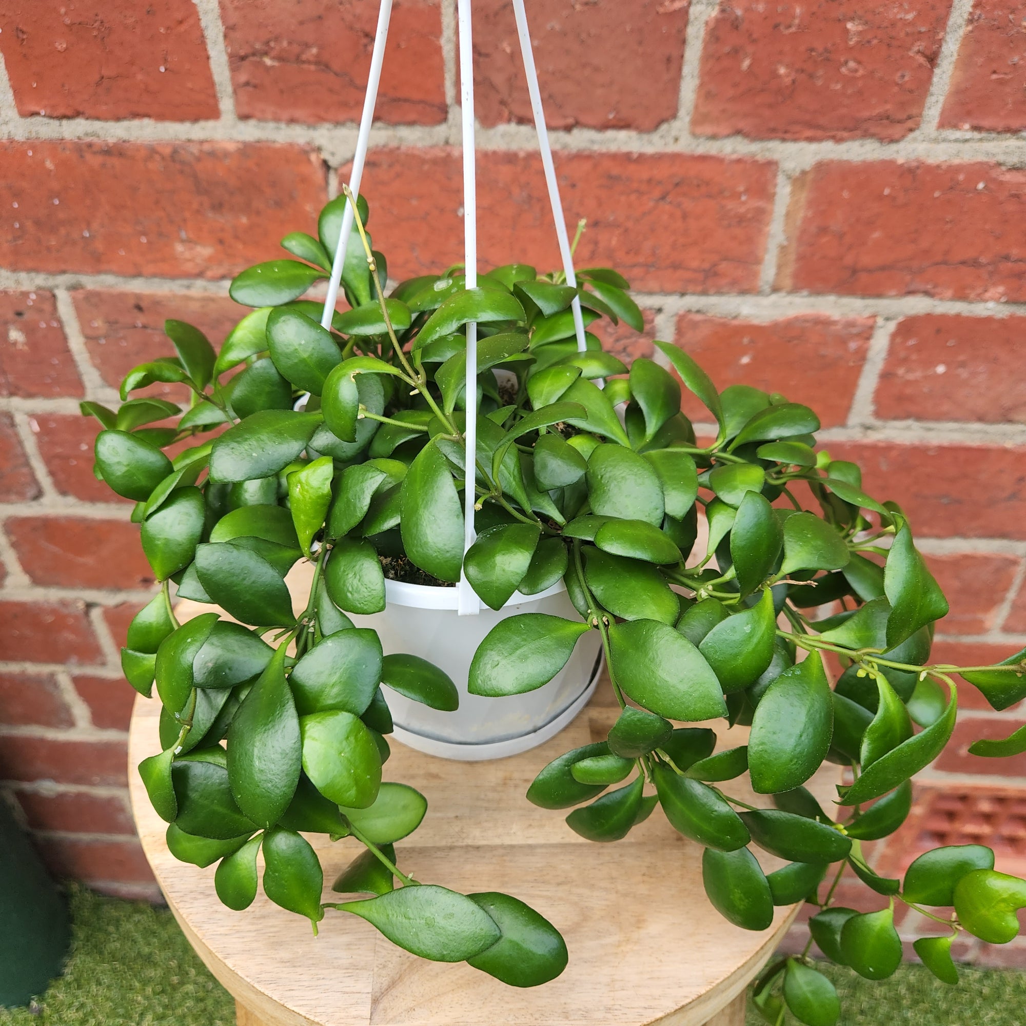 Hoya - Heuschkeliana 'Yellow' (no.42) - 13cm HB