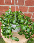Hoya - Heuschkeliana 'Yellow' (no.42) - 13cm HB