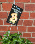 Hoya - Heuschkeliana 'Yellow' (no.42) - 13cm HB