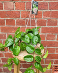 Hoya - Krinkle Giant (no. 145) - 13cm HB