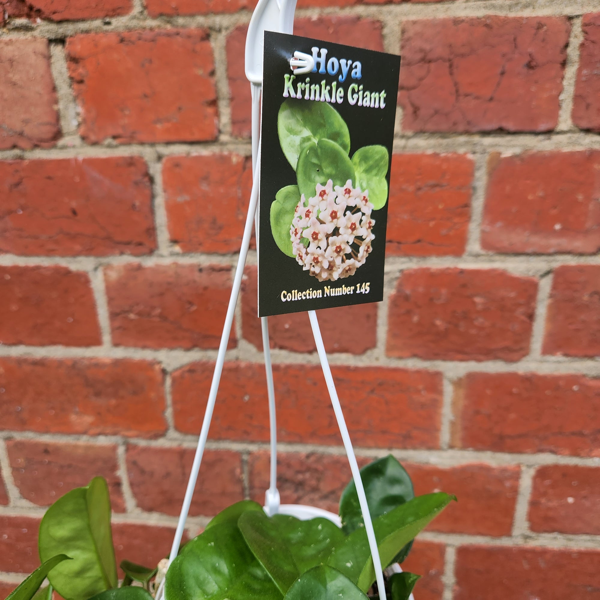 Hoya - Krinkle Giant (no. 145) - 13cm HB
