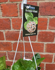 Hoya - Krinkle Giant (no. 145) - 13cm HB